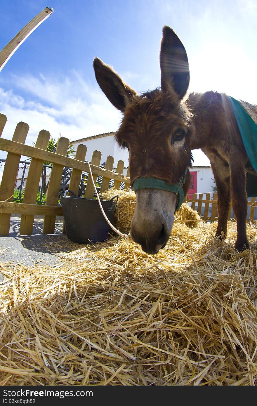 Farmland And  Donkey