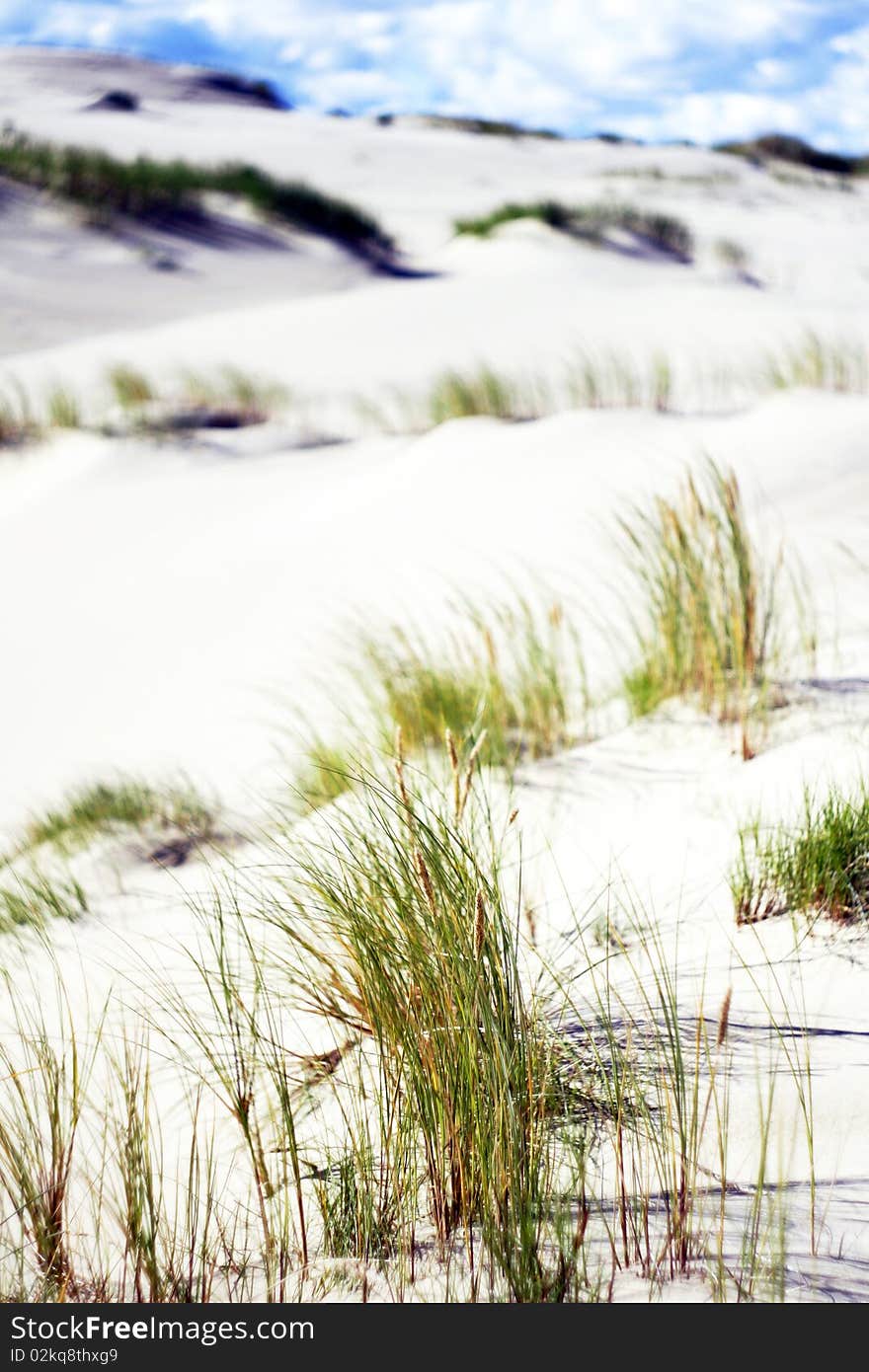 Sandy dunes near the sea