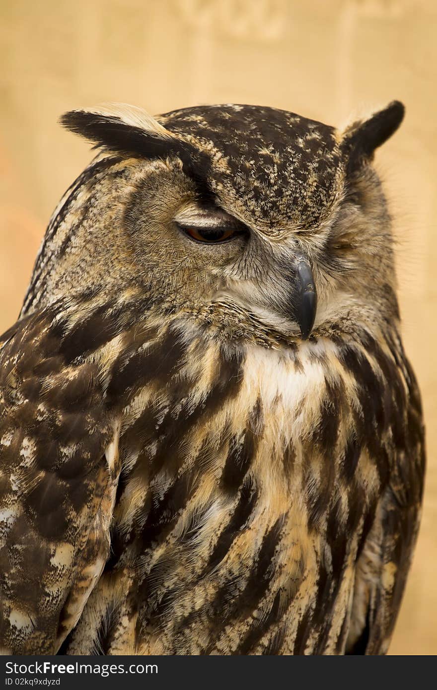 Owl portrait, golden owl, big bird