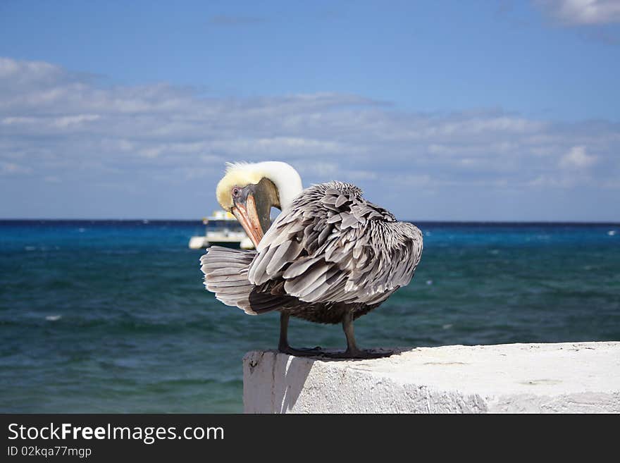 Pelican Is Cleaning His Wings