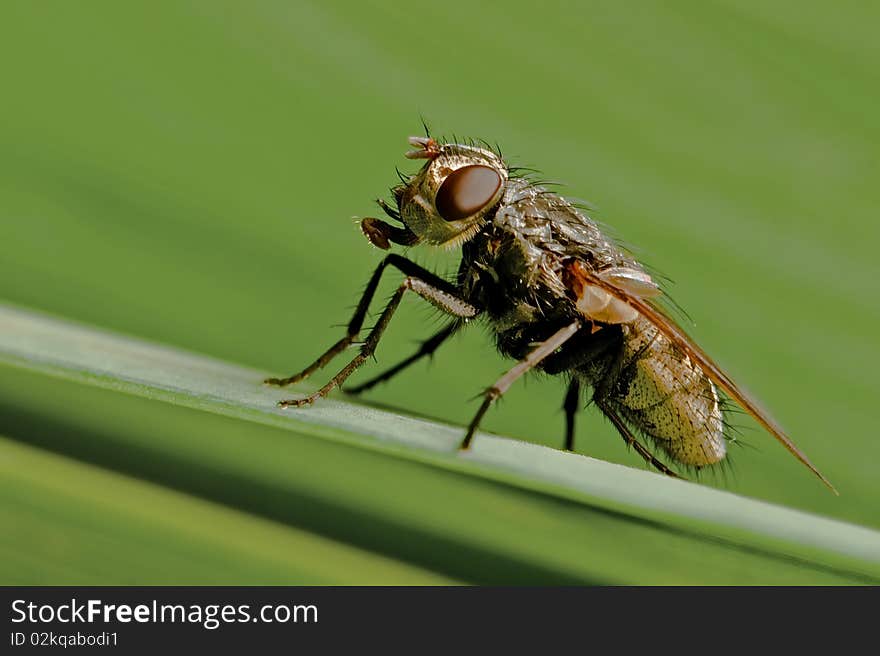 Fly sitting on a straw with green background