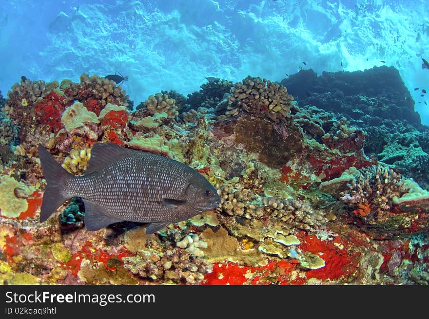 A pacific chub makes it home on a colorful reef in Hawaii. A pacific chub makes it home on a colorful reef in Hawaii.