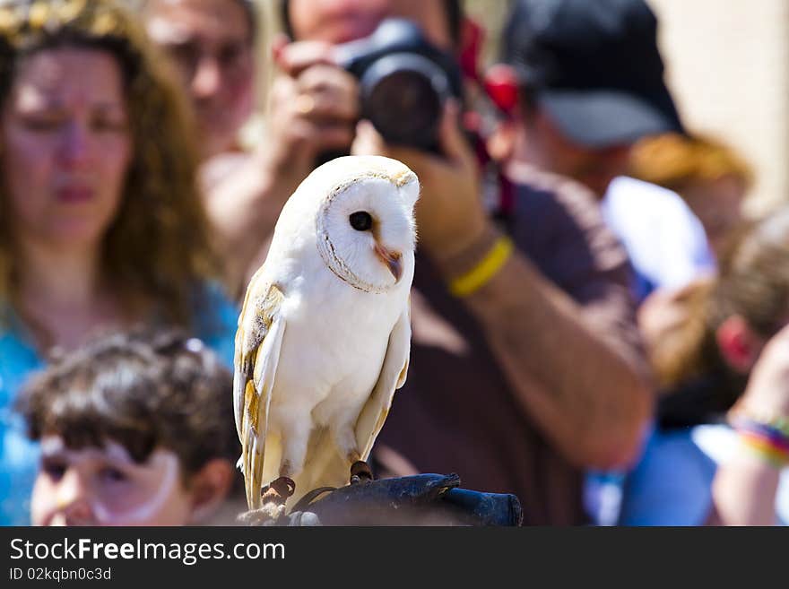 Display of birds of prey, screech owl