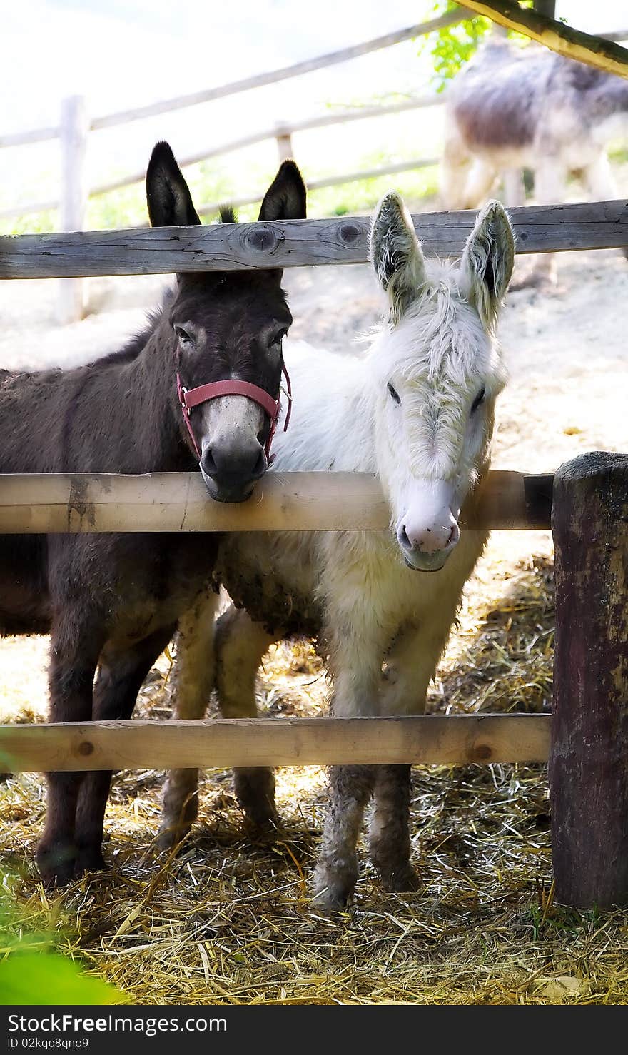 Two young donkeys looking at you Photo taken