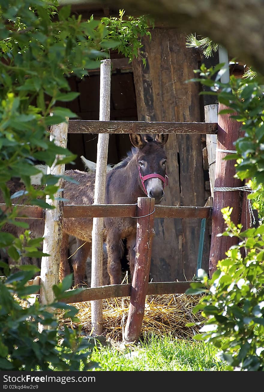 Donkey in a beautiful farm