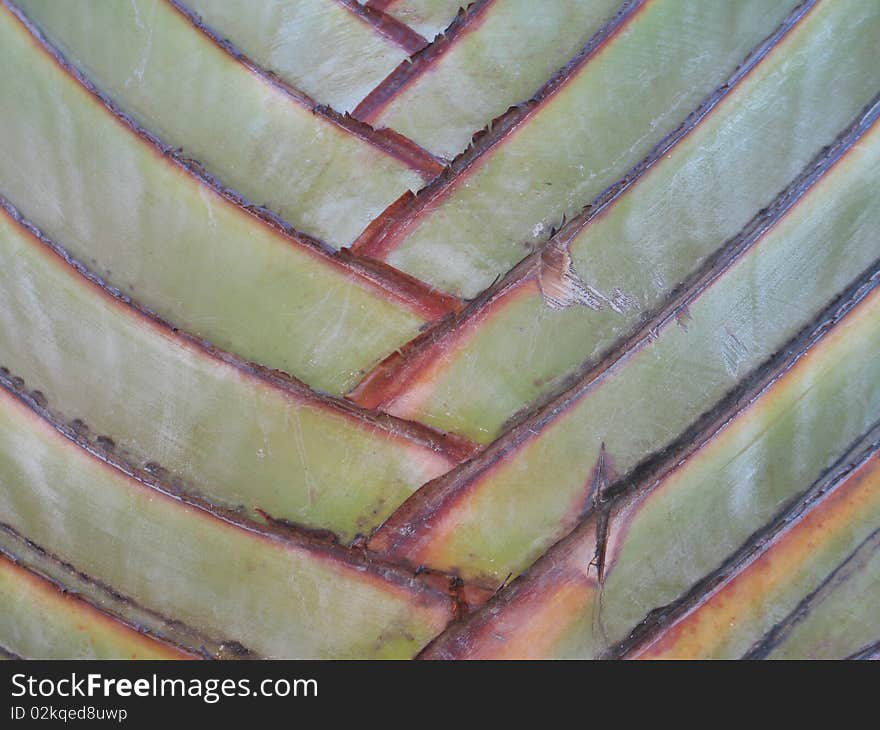 Green tropical plant close up