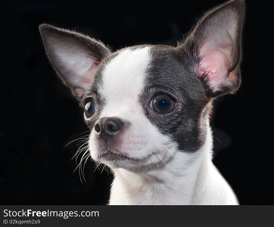 White with black chihuahua puppy portrait on black close-up studio shot