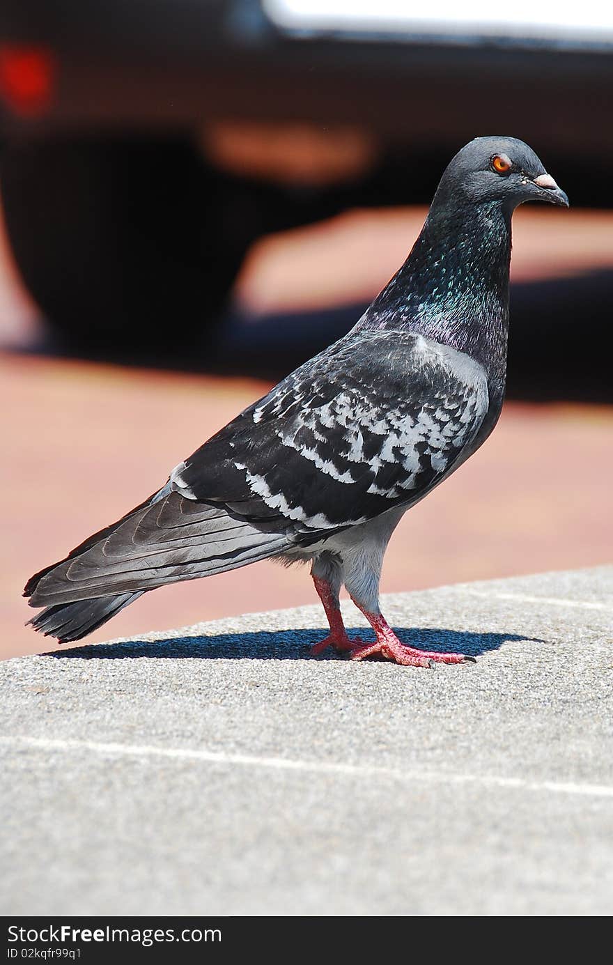 Pigeon sitting in the sun on ground.