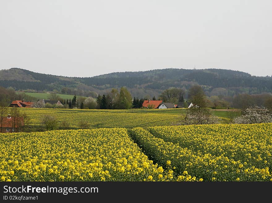 field in spring, Hagen, Teutoburg forest, Lower Saxony, Germany. field in spring, Hagen, Teutoburg forest, Lower Saxony, Germany