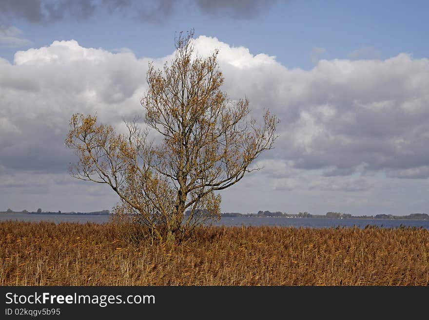 Wetland area with common reed in Germany