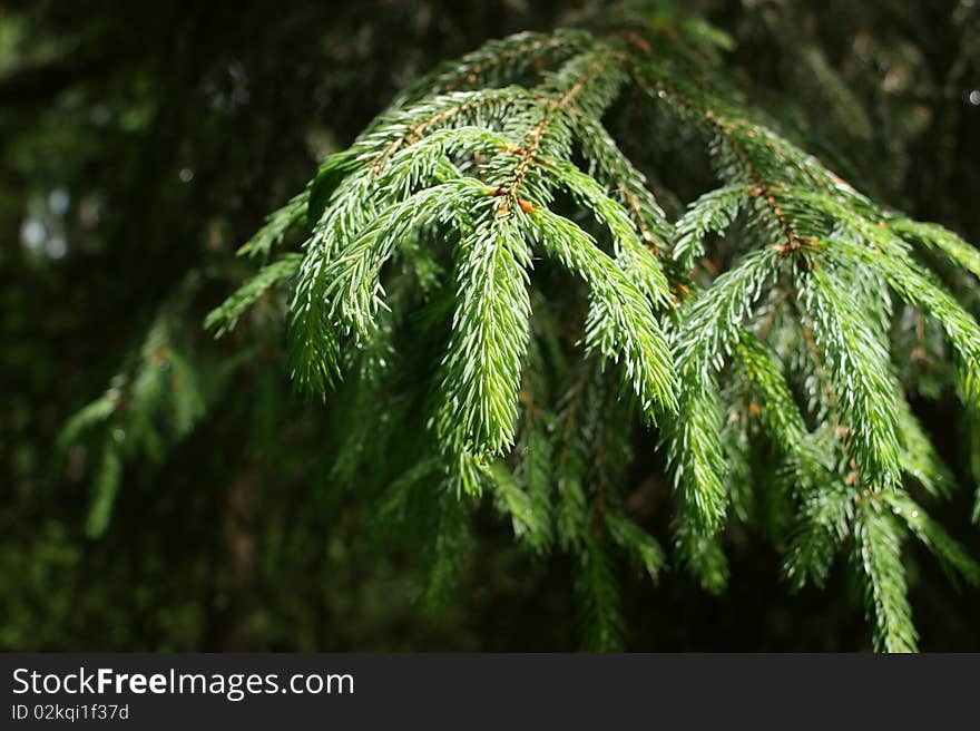 Fir forest