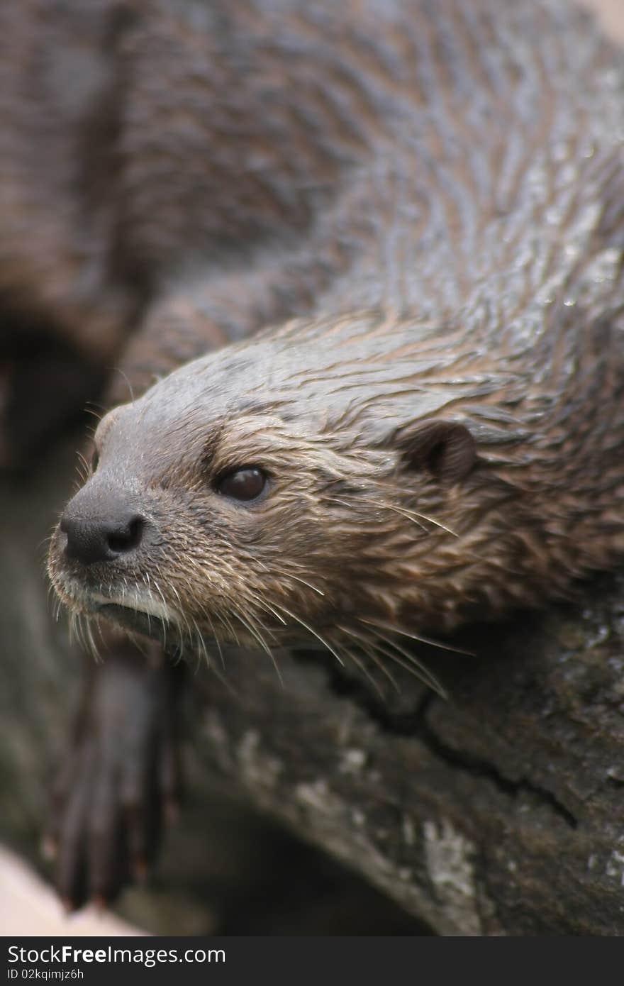 A picture of a wet Otter