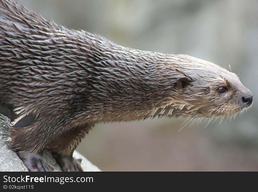 A picture of a wet Otter