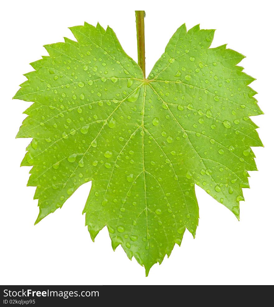 Currant leaf with drops of rain is shown in the picture. Currant leaf with drops of rain is shown in the picture.