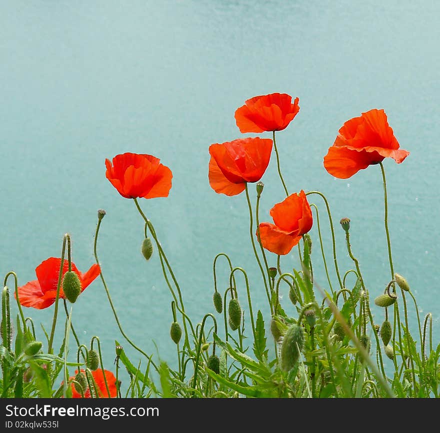 Poppies above a river