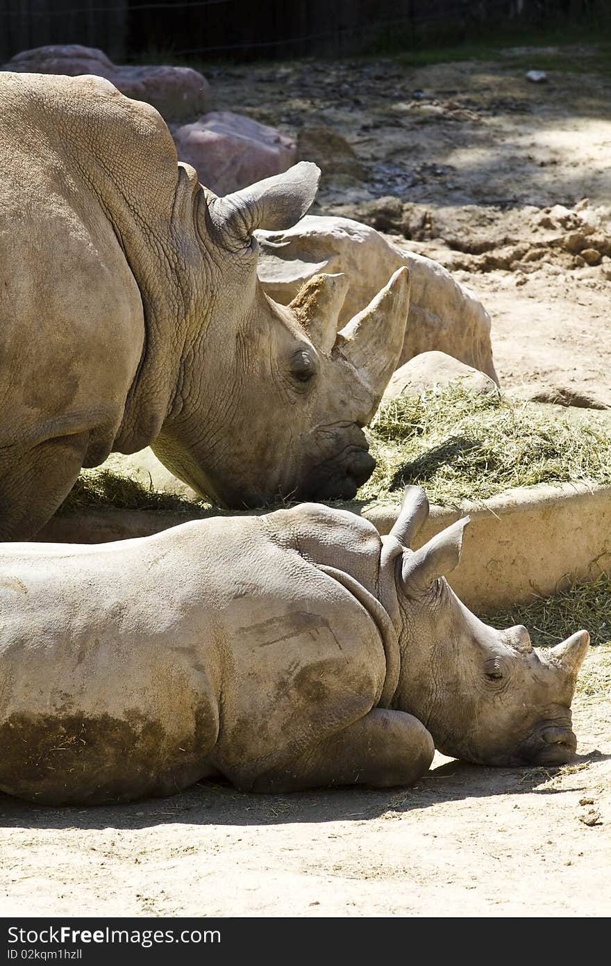 White rhino (Ceratotherium simum)