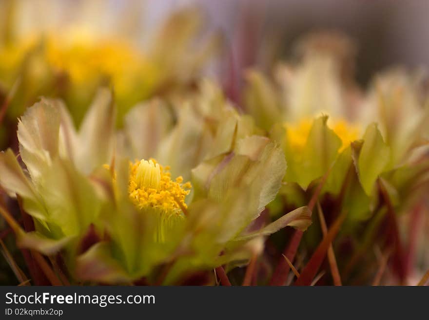 Blooming cactus