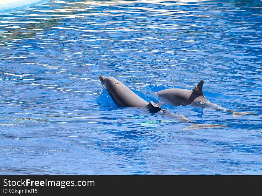 Dolphin jump out of the water in sea