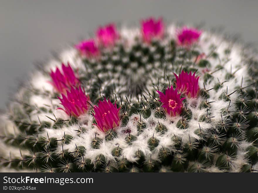 Mammilaria cactus flowers