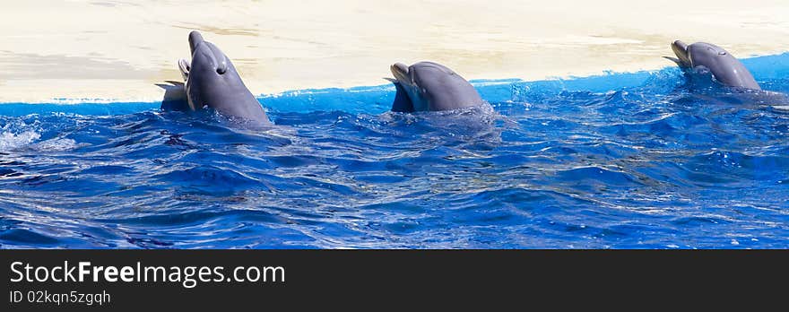 Dolphin jump out of the water in sea