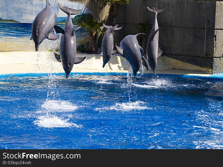 Dolphin jump out of the water in sea