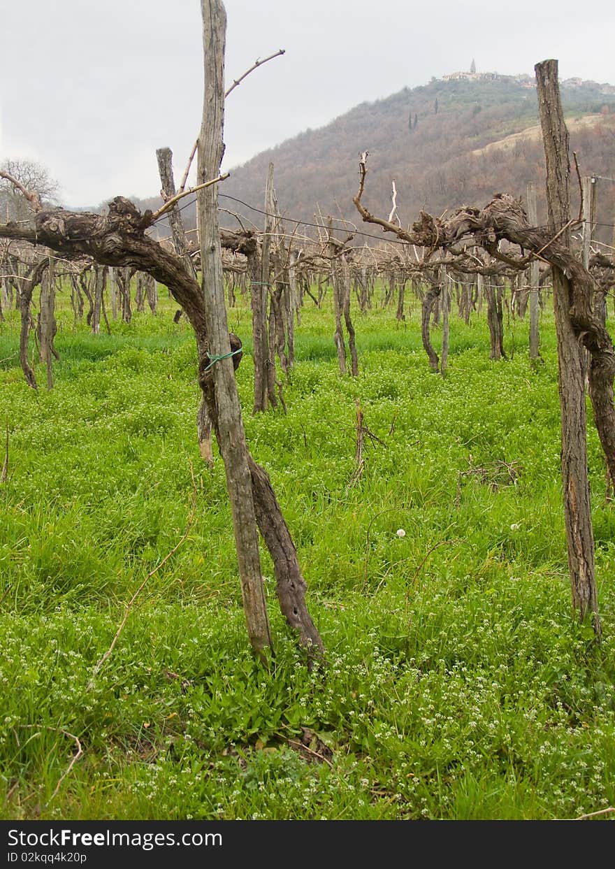 Rural scenery; green grass with white flowers, winter vines with bare branches, and hill with a village on the top 

*RAW format available at request