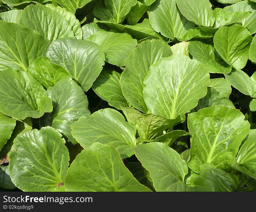 Green foliage