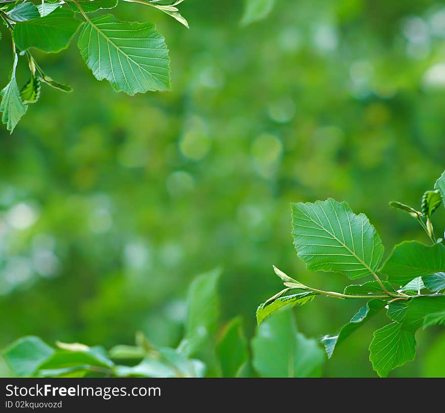 Branches against a background of vegetation