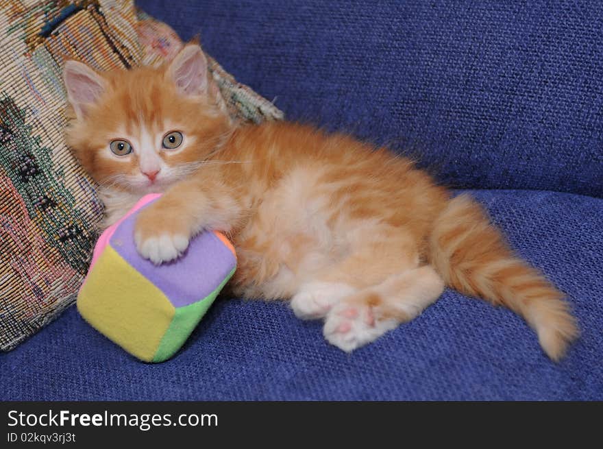 Mixed-breed red and white kitten plays with a toy cube. Mixed-breed red and white kitten plays with a toy cube