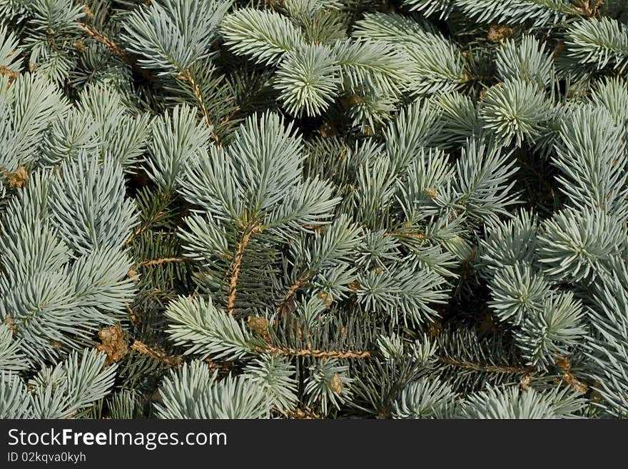 Silver Spruce