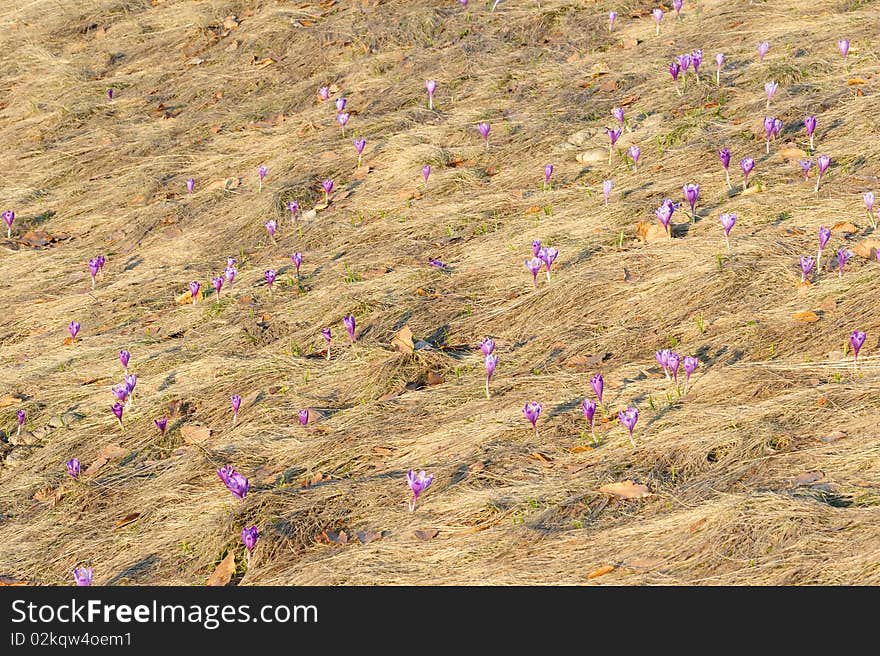 A lot of purple crocus flowers blooming in long dry grass. A lot of purple crocus flowers blooming in long dry grass.