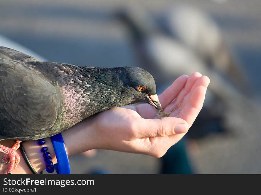 Woman cares of pigeon that is feeding seeds from palm. Woman cares of pigeon that is feeding seeds from palm