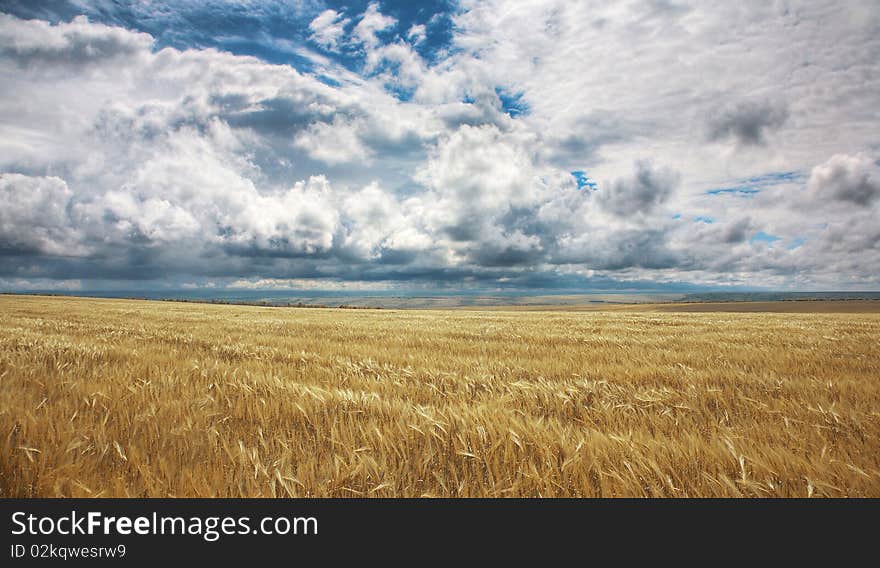 Field of yellow wheat