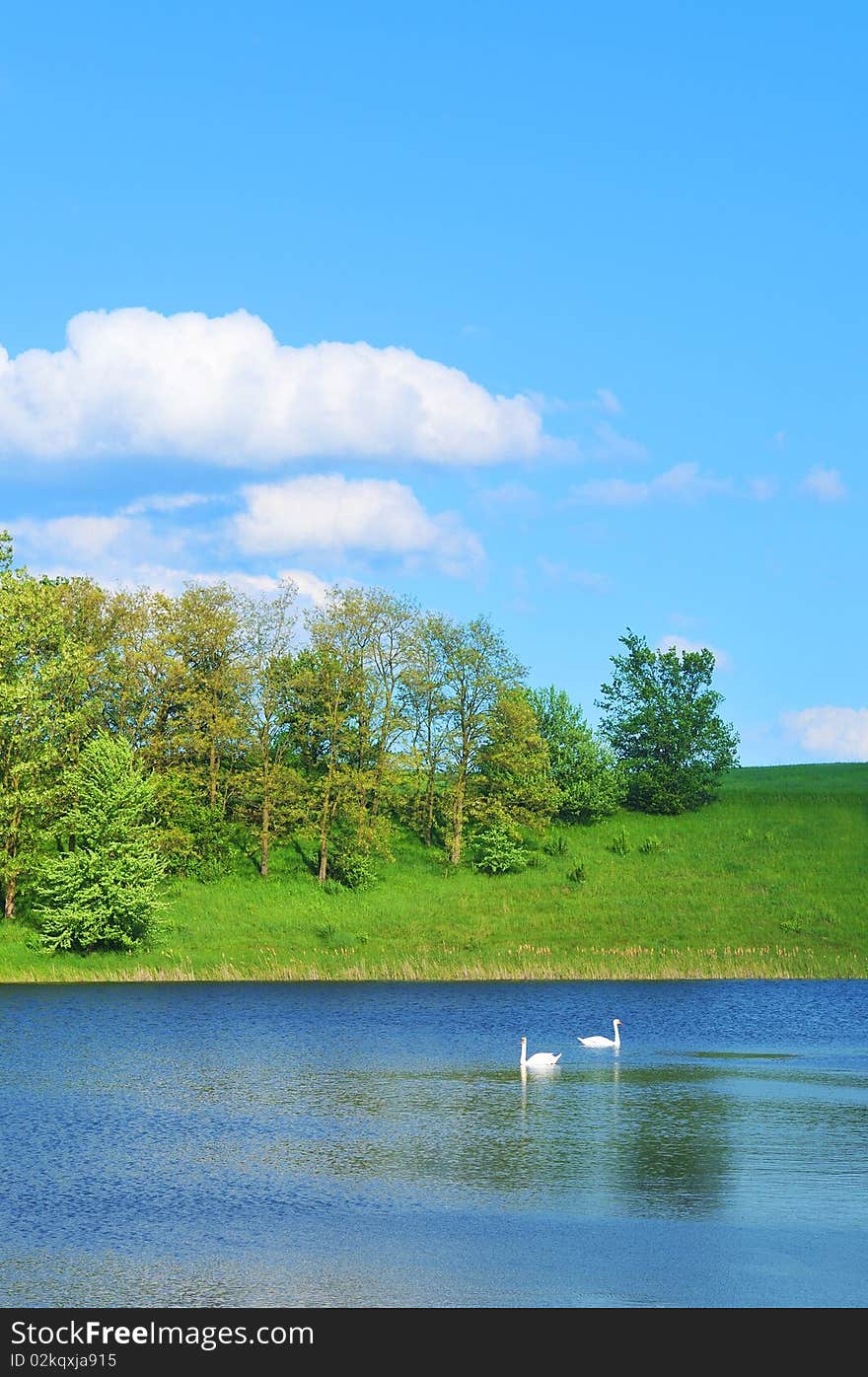 Landscape with a swan