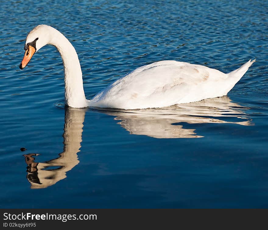 White swan with reflections on a clear blue lake