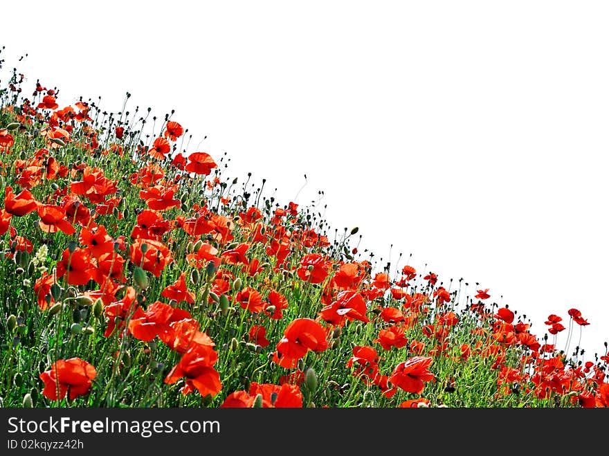 Isolated poppies hill