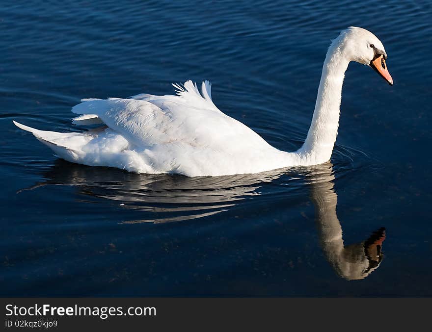 Swan With Reflections On A Clear Blue Lake