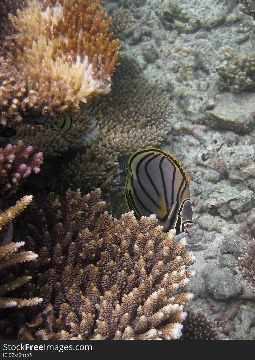 Meyer s butterflyfish (Chaetodon meyeri)