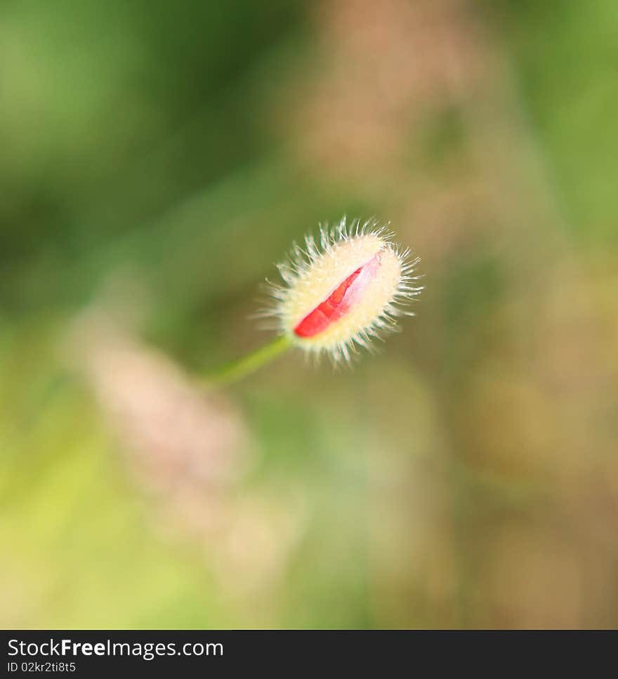 Picture of one beautiful fresh poppy bud