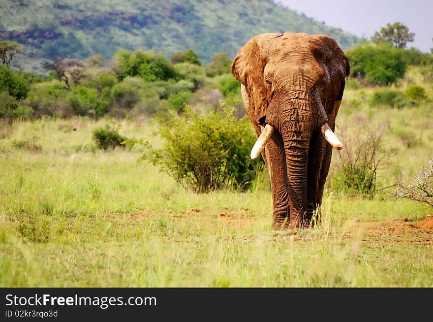 Front view of elephant with closed ears. Front view of elephant with closed ears