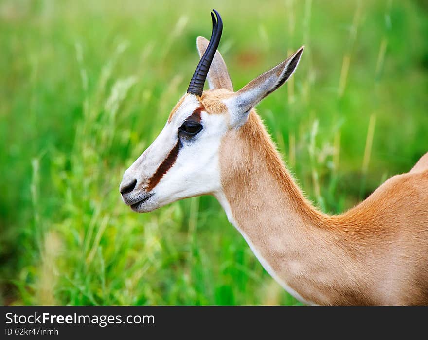 Close view of springbok head