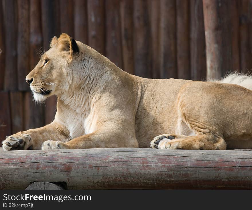 Lion from profile