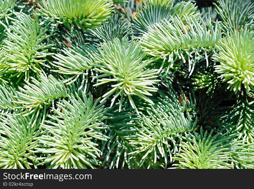 Blue Spruce Branches Close-up