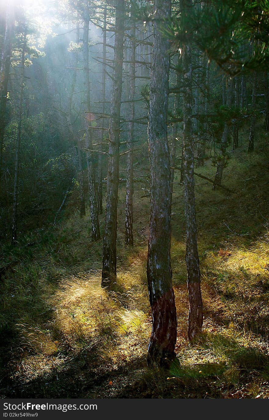 Sunlight In The Forest.