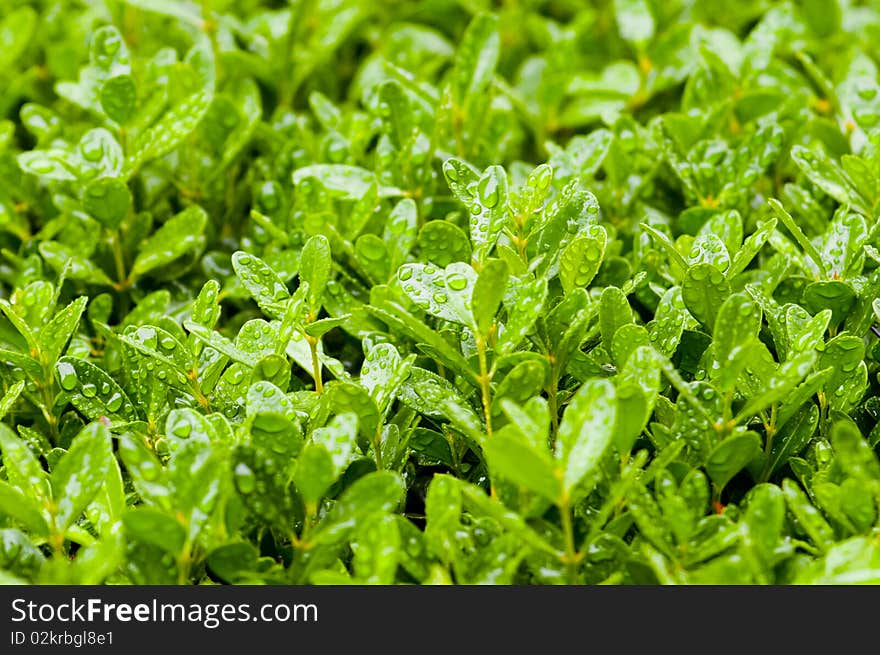 The green holly with dew in the garden