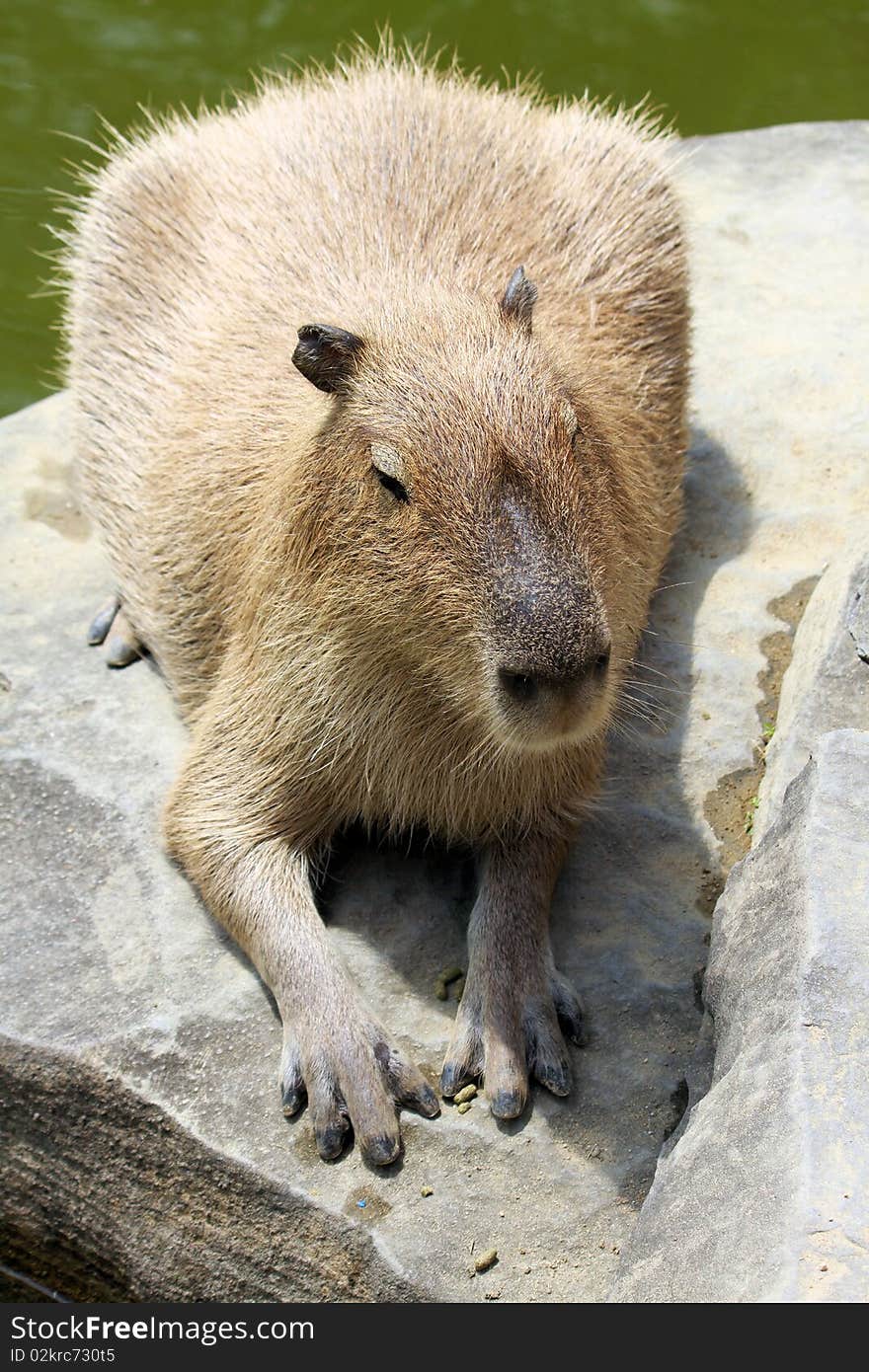 An image of a lovely capybara under the sun.