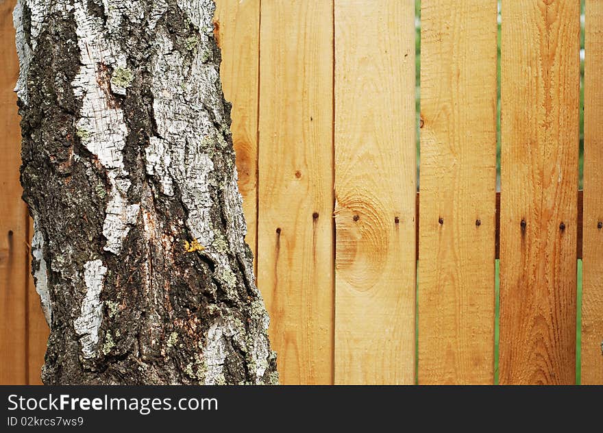 Trunk of a tree against the background of the fence, wood