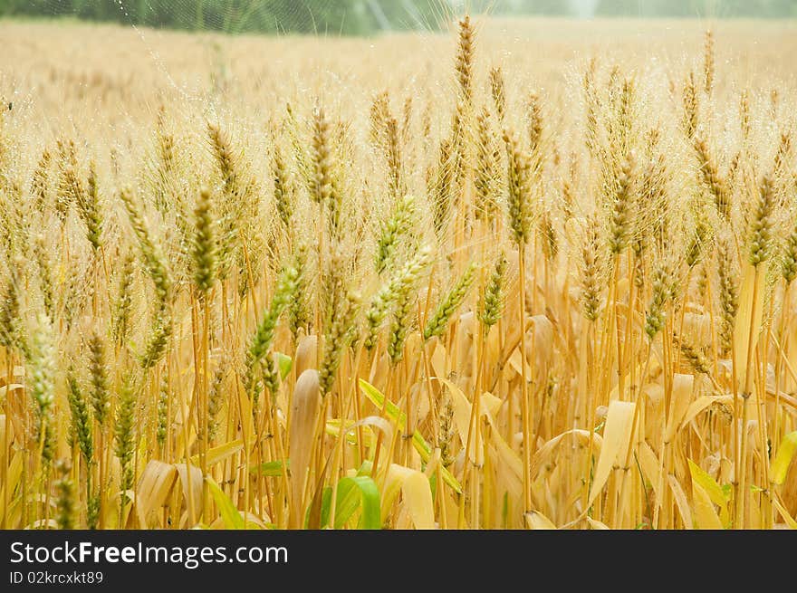 Wheat, the cornfield in summer. Means a harvest in autumn.