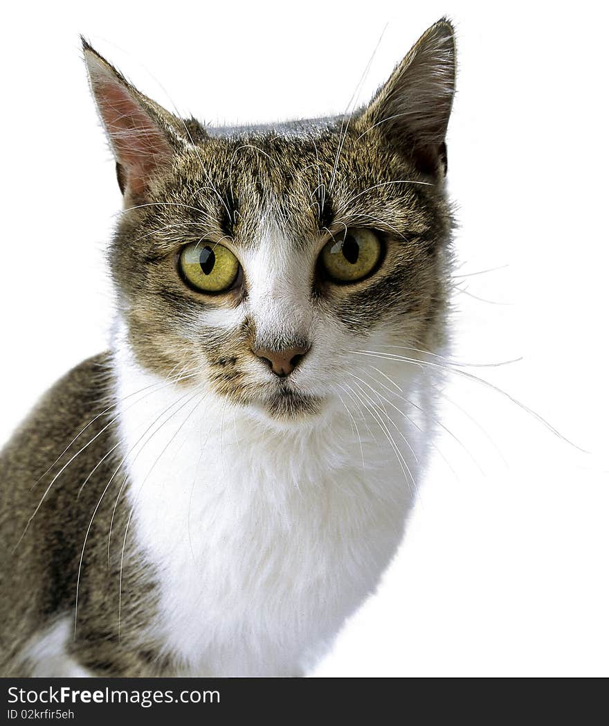 Adult tabby cat with a fixed look