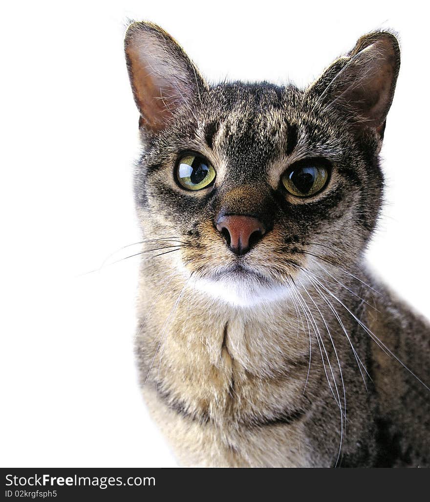 Adult tabby cat with a fixed look